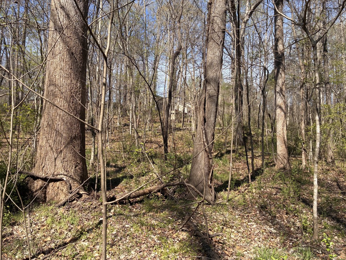 Forest Trails